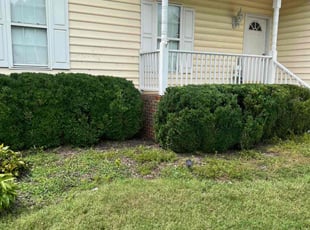 Dominic E.'s Bush Trimming service result