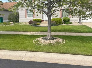 Joe B.'s lawn maintenance service result