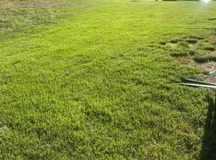 Deborah W.'s lawn care service result