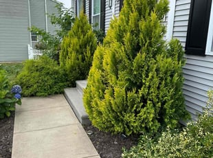 Nicole W.'s Bush Trimming service result