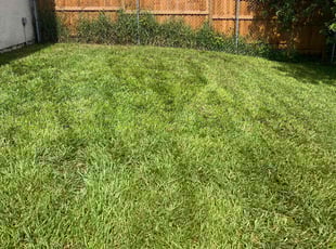 Lennette W.'s turf care service result