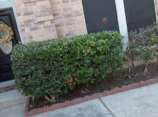 Kate S.'s Bush Trimming service result