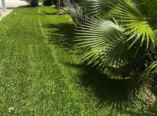 Thomas W.'s lawn maintenance service result