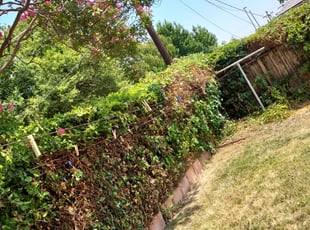 Anthony S.'s Bush Trimming service result