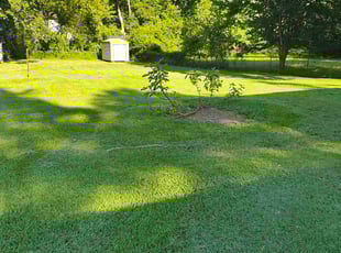 Thomas M.'s turf care service result