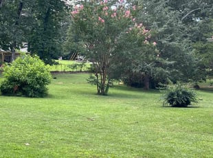 Jeisson A.'s lawn care service result