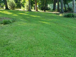 Carly B.'s lawn care service result