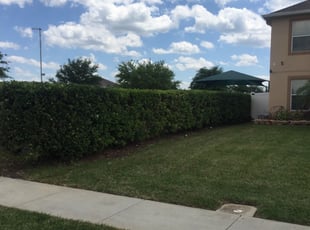 Joel M.'s Bush Trimming service result