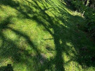 Ronald S.'s grass maintenance service result