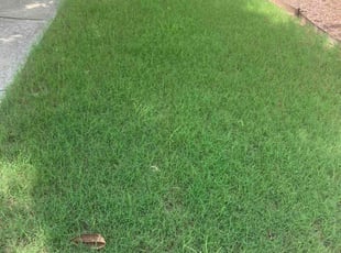 Florence O.'s lawn service service result