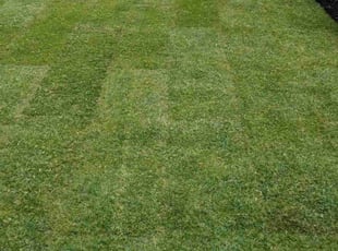 Michael D.'s turf maintenance service result