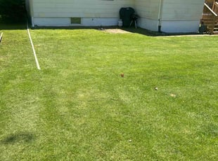 Jessie W.'s turf care service result