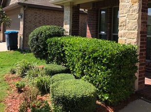 Delwyn B.'s Bush Trimming service result