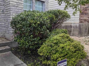 Mary D.'s Bush Trimming service result