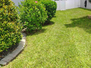 Joan T.'s turf maintenance service result