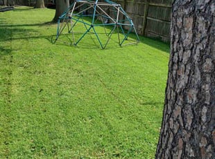 Holander M.'s lawn maintenance service result