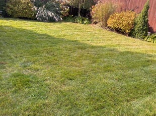 Jennifer M.'s lawn care service result