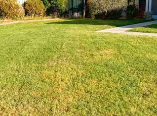 Sonya H.'s lawn care service result