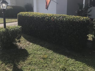 Deborah B.'s Bush Trimming service result