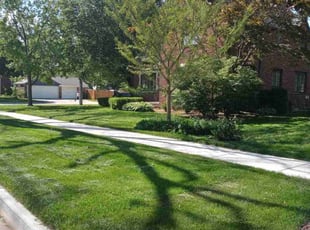 Lamar T.'s lawn care service result