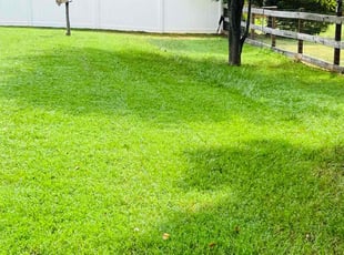 Emily M.'s grass cutting service result