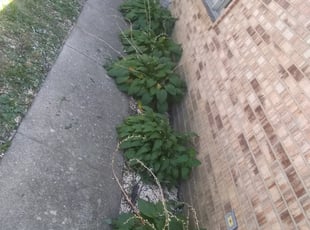 John L.'s Flower Bed Weeding service result