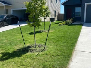 Lindsay B.'s grass cutting service result