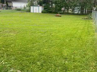 Alan D.'s grass maintenance service result