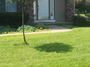 Carlo G.'s Bush Trimming service result