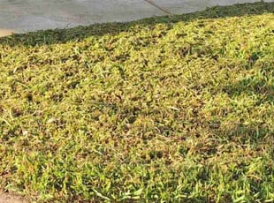 Vera R.'s lawn care service result
