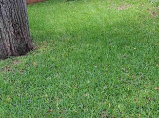 Dhay A.'s lawn service service result