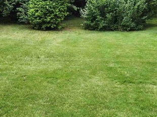 Rhonda M.'s grass maintenance service result