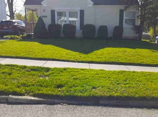 Laurie C.'s lawn care service result
