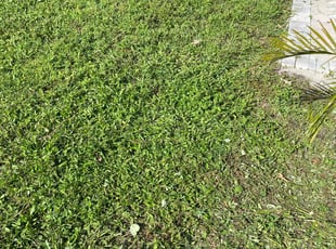 Matt S.'s Bush Trimming service result