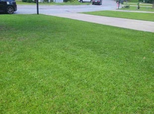 Shaquana H.'s lawn maintenance service result