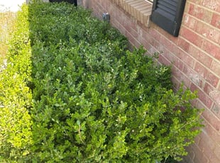 Melissa C.'s Bush Trimming service result