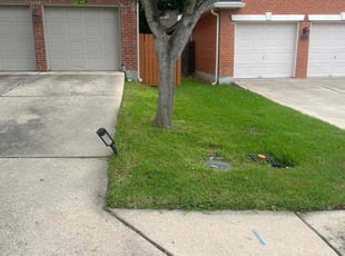 Violeta L.'s lawn care service result