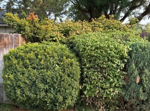 Kristofer H.'s Bush Trimming service result