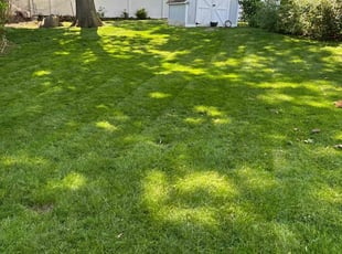 Joseph F.'s lawn care service result