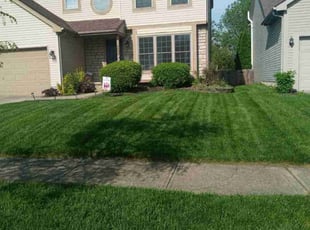 Lorraine S.'s turf care service result