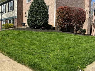 Daniel D.'s lawn care service result