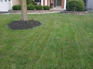 Robert R.'s turf care service result