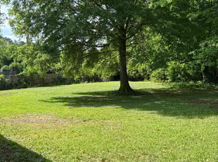 Terri C.'s grass maintenance service result