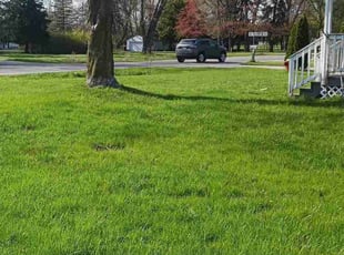 Jazmine S.'s grass maintenance service result