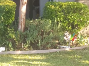 Michelle W.'s Bush Trimming service result