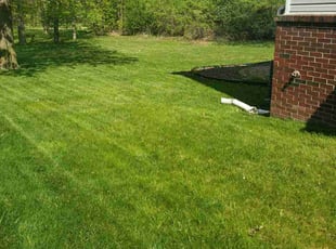 Zina S.'s Long Grass Cleanup service result