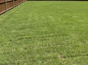 Mark L.'s turf care service result