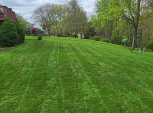 Anthony H.'s turf care service result