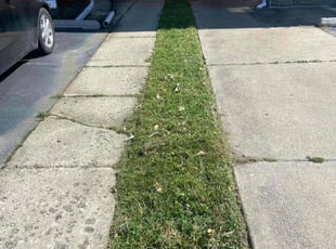 Cynthia K.'s turf care service result