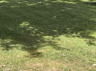 Marisol F.'s lawn care services service result